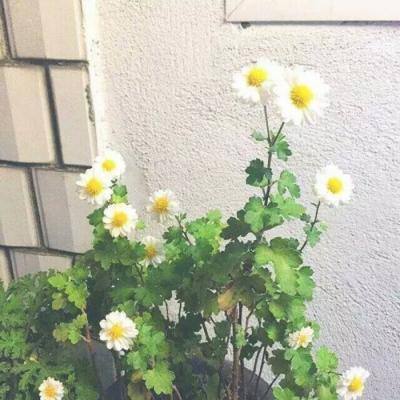 升腾领域手游